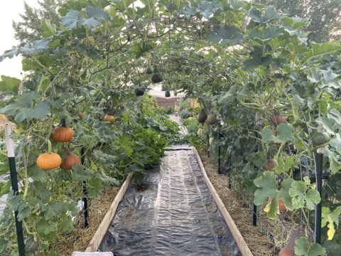 Pumpkins and other gourds begin to ripen at the Living Hope Garden.